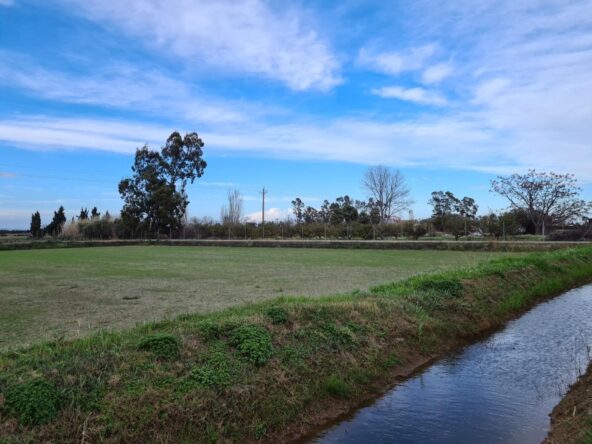 Se vende finca rústica de regadío en Poble Nou del Delta, Amposta – 2.517 m² de oportunidad en pleno corazón del Delta del Ebro