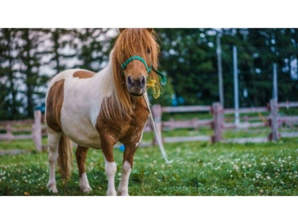 ideal para uso residencial rústico vinculado a actividades agrícolas o ganaderas, con edificaciones y terreno que perm