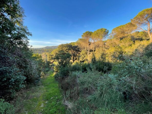 Terreno rústico de 10.000 m², situado en el encantador paraje de Las Planes de Mas Basso